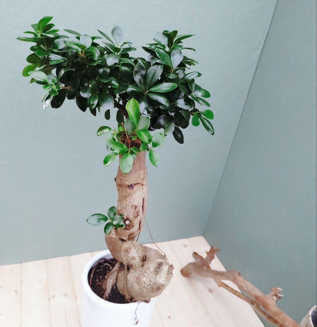 希少！ 太幹 曲がり 昇り龍ガジュマル 根上りガジュマル７号