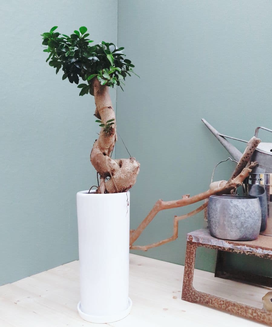 希少！ 太幹 曲がり 昇り龍ガジュマル 根上りガジュマル７号