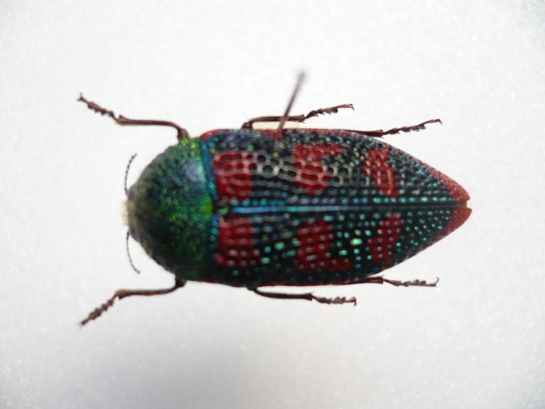 オーストラリアのタマムシ Stigmodera roei