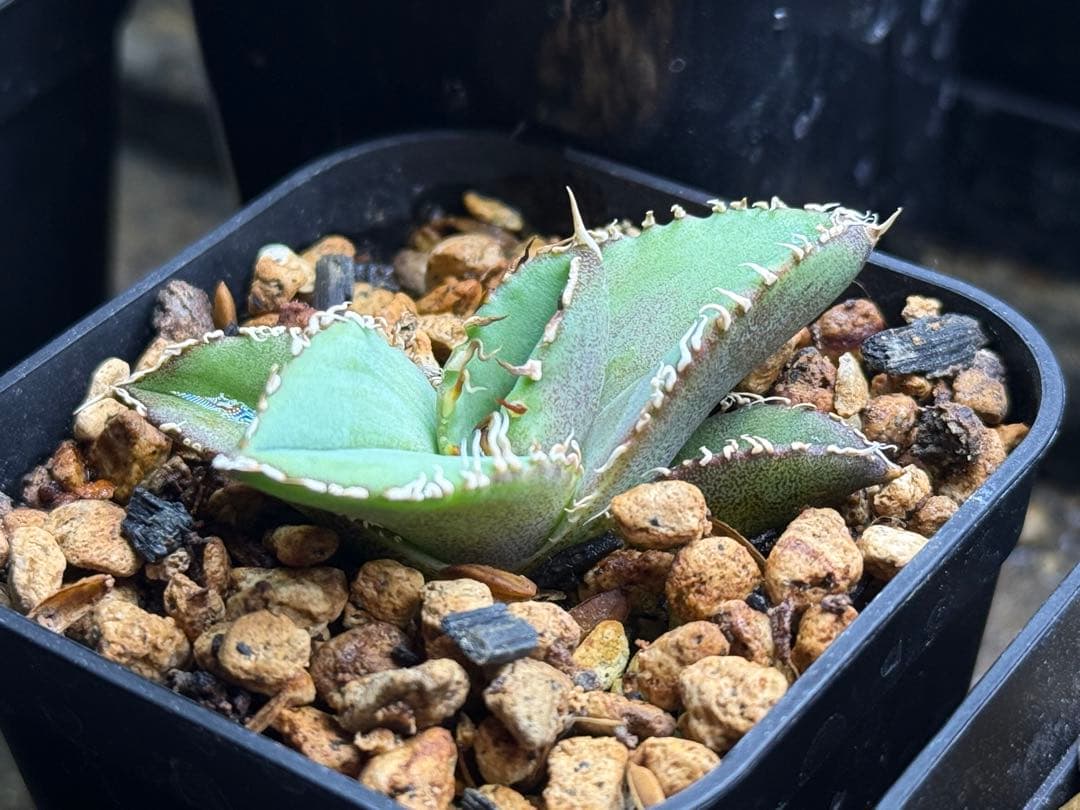 アガベ チタノタ　ivory W.A. 子株