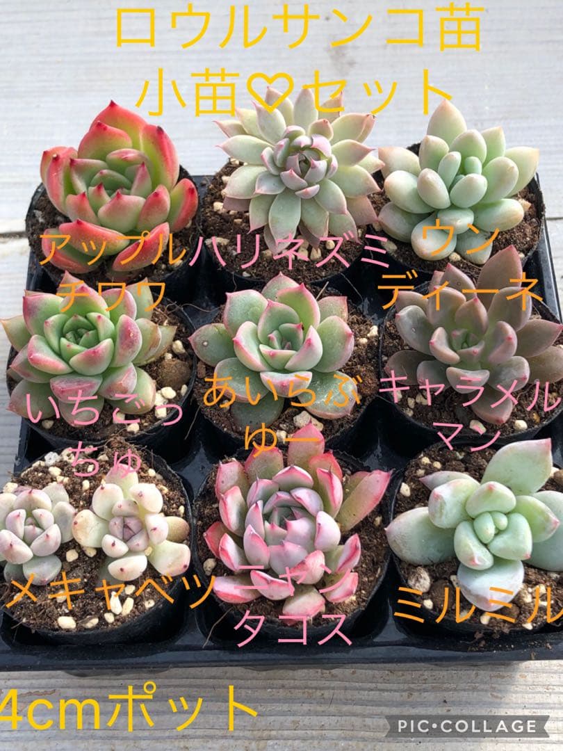 多肉植物 miyaさん苗♡小苗セット