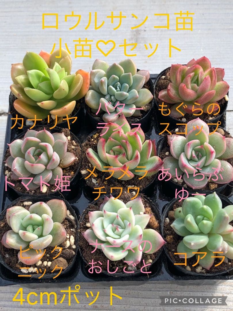 多肉植物 miyaさん苗♡小苗セット