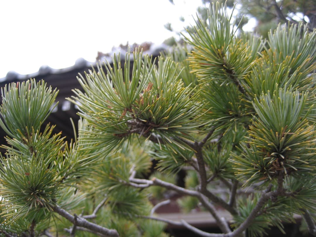 追加あり⭕️【動作確認済】Canon　IXY　DIGITAL 70 PC1193