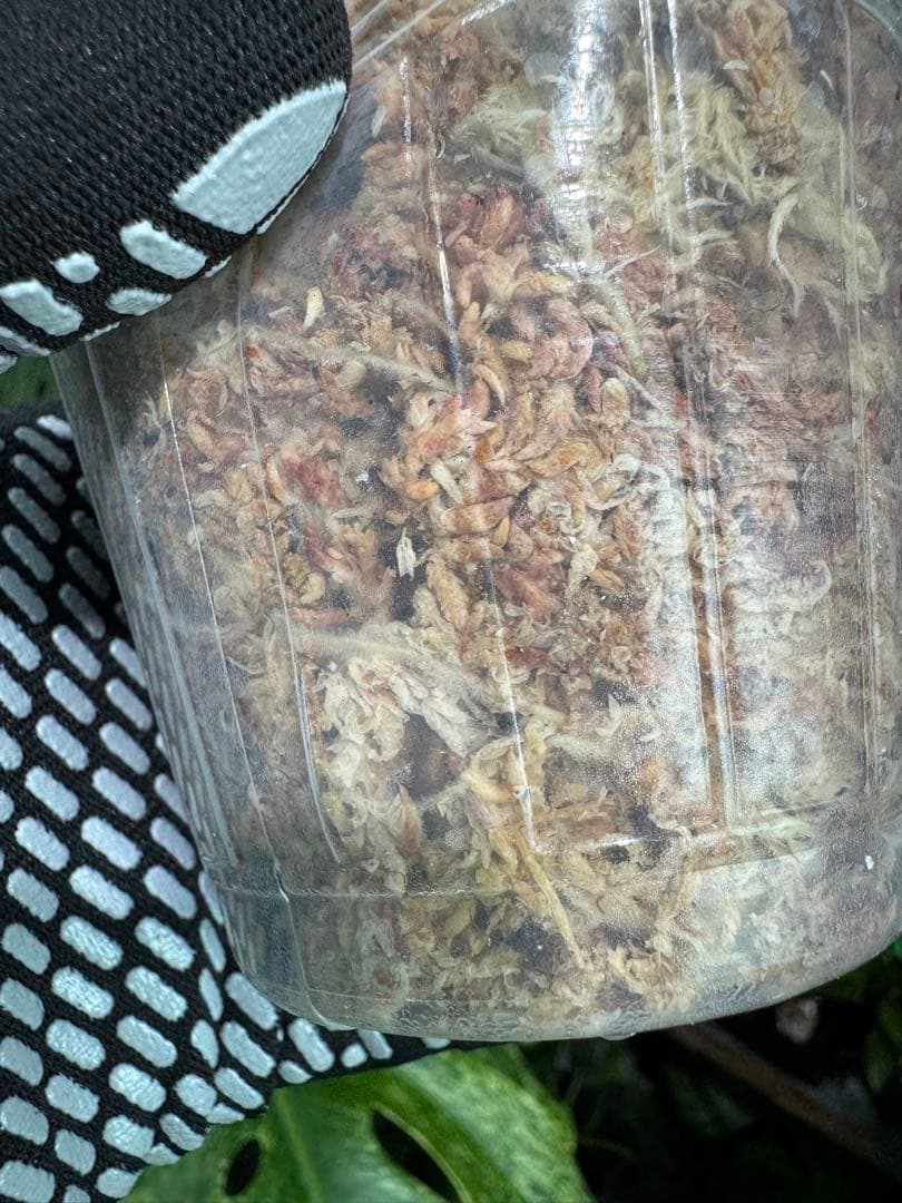 KN3 フィロデンドロン　キティナ　健康株