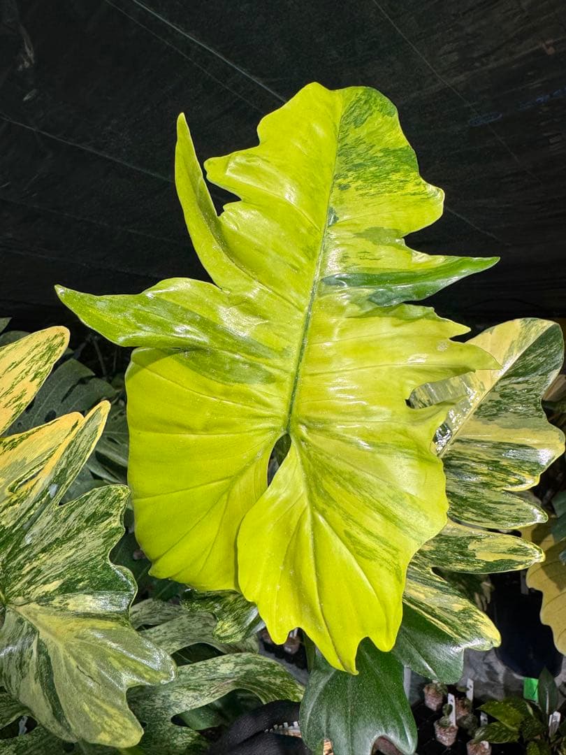 KN3 フィロデンドロン　キティナ　健康株