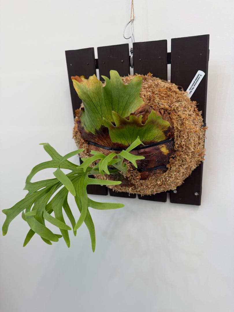 ビカクシダ　P.coronarium WaiWai