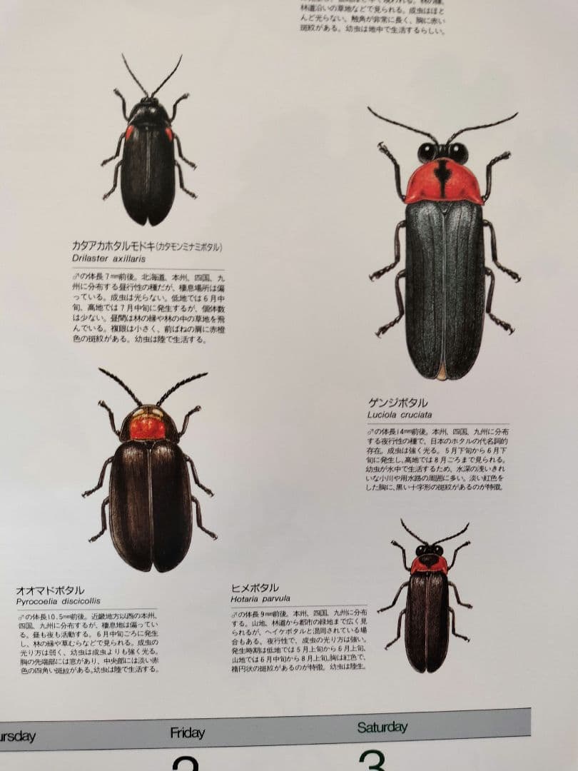 BE-PAL ビーパル カレンダー 新品未使用 1993年 ヴィンテージ