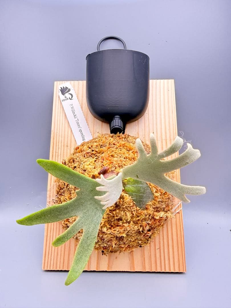 ＠みむ　ビカクシダP.willinckii Totoro spore