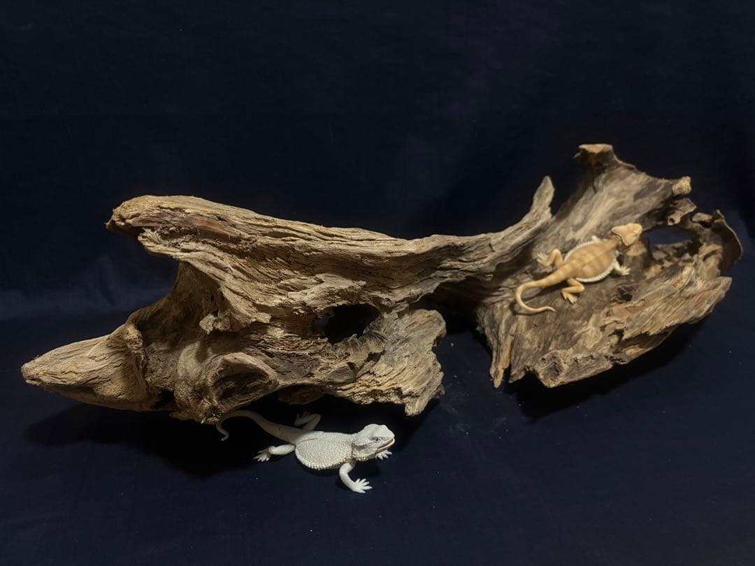 Ｇ88 爬虫類、両生類、シェルター、アクアテラリウム、インテリア、DIY