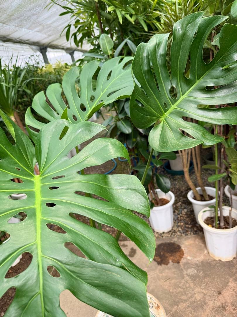 【特級品】モンステラ デリシオーサ 根上り 幹上がり 特大極上苗 7号鉢サイズ