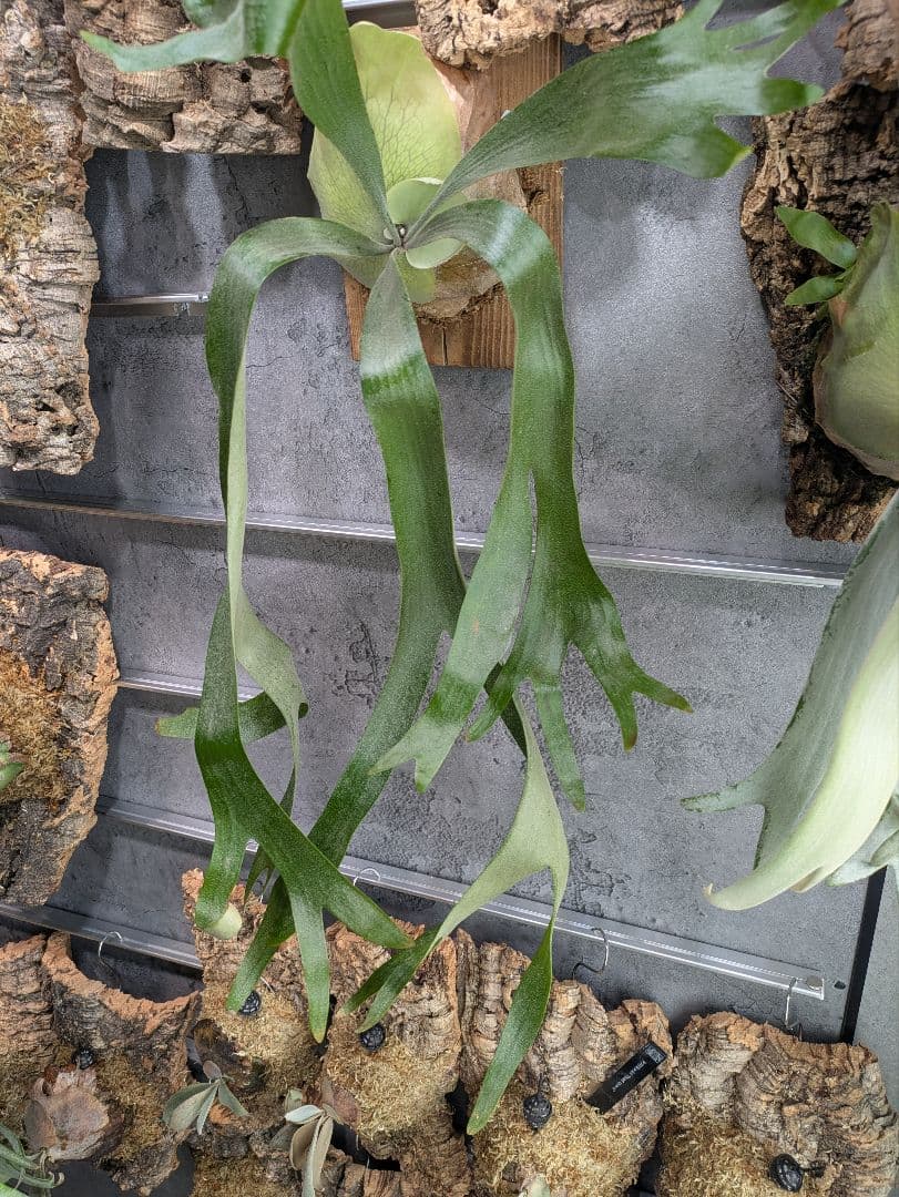 P.willinckii ' baileyi ' ベイレイ ビカクシダ