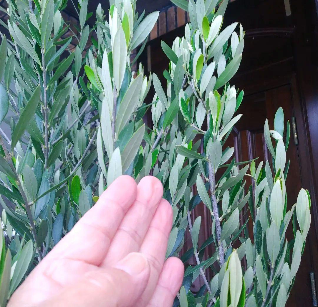 オリーブの木 シプレッシーノ 200cm❗ 大型12号 綺麗な葉色 植え替え済