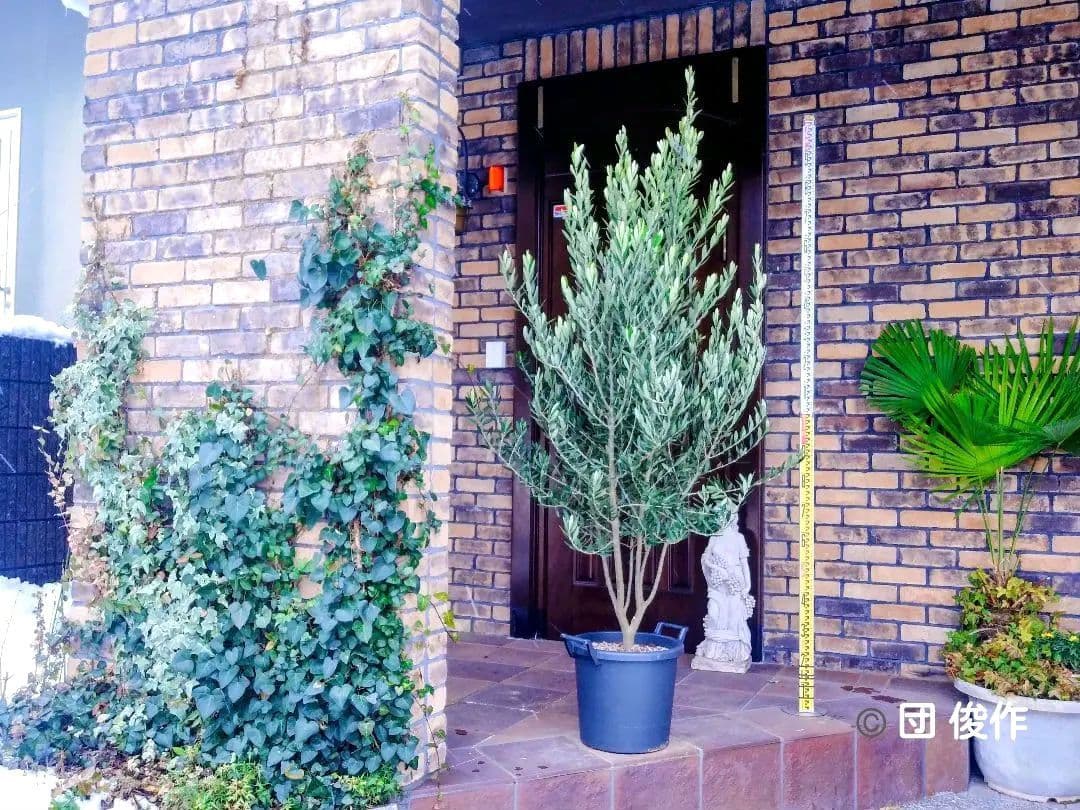 オリーブの木 シプレッシーノ 200cm❗ 大型12号 綺麗な葉色 植え替え済