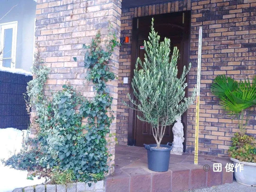 オリーブの木 シプレッシーノ 200cm❗ 大型12号 綺麗な葉色 植え替え済