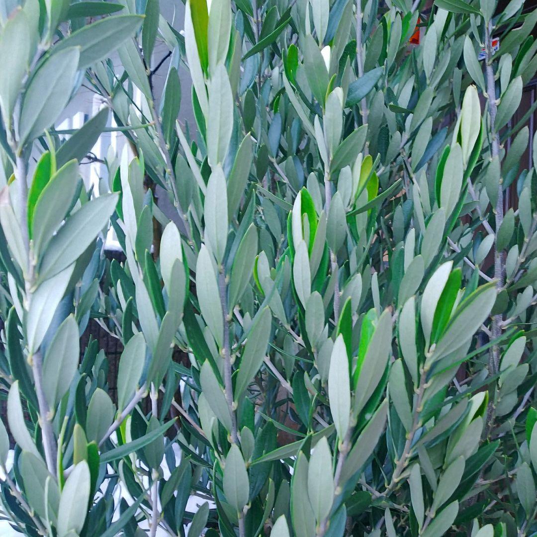 オリーブの木 シプレッシーノ 200cm❗ 大型12号 綺麗な葉色 植え替え済