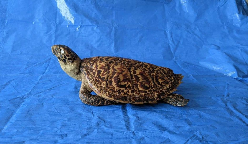 ②うみがめ〚タイマイ〛の剥製　 　壁掛けフックつき