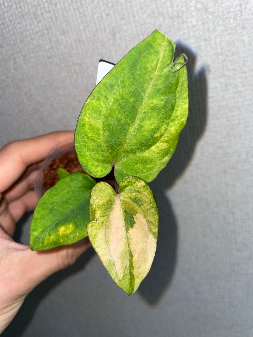縄*⁇様 Anthurium AOS✖️RVDP斑入り