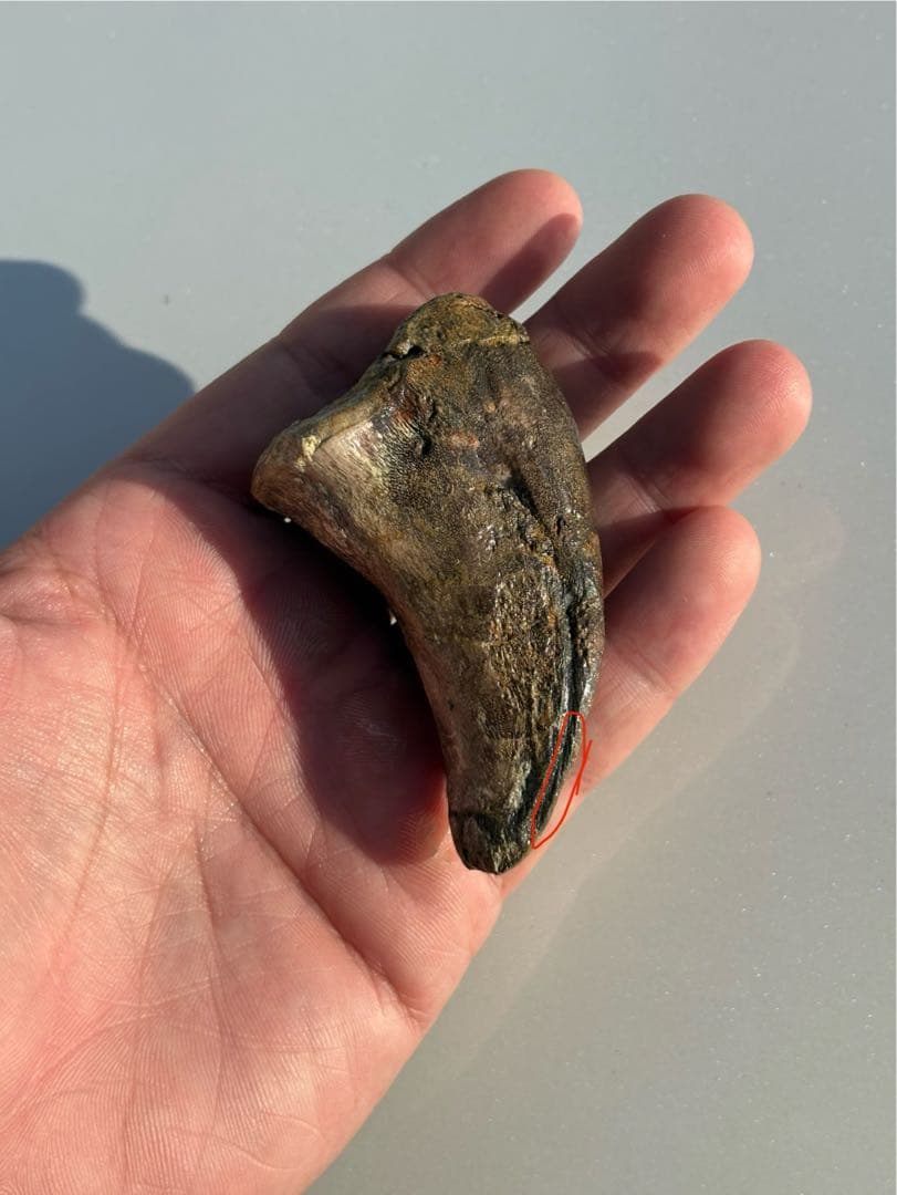 補修2〜3% マダガスカルのラパレントサウルス　フットクロウ　爪　化石　恐竜