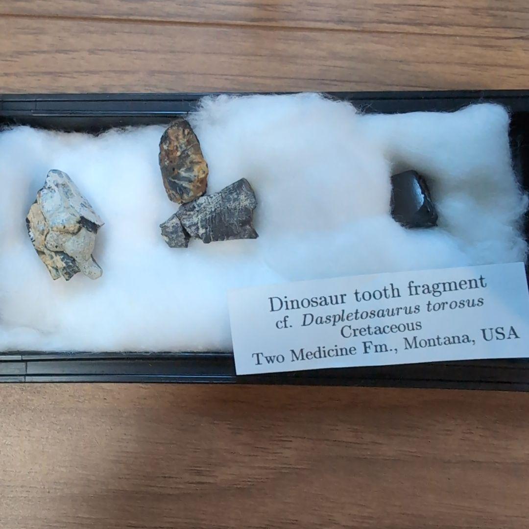 本物　ディノサウルス(ダスプレトサウルス)　歯化石　4個