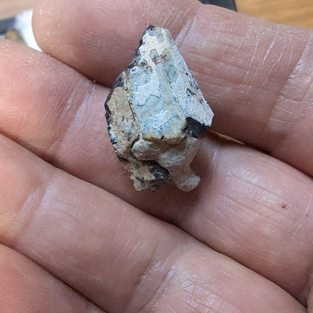 本物　ディノサウルス(ダスプレトサウルス)　歯化石　4個