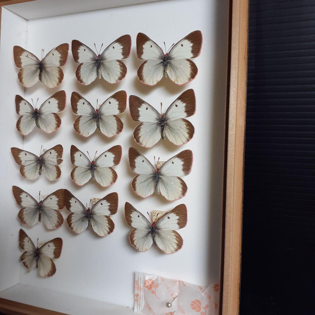 蝶標本　ミヤマモンキチョウ　(規制前採集)ドイツ標本箱二箱入り