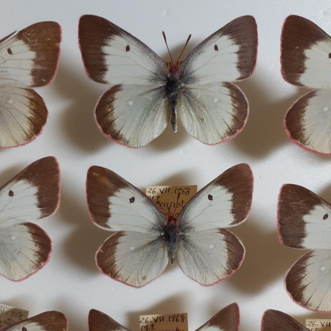 蝶標本　ミヤマモンキチョウ　(規制前採集)ドイツ標本箱二箱入り