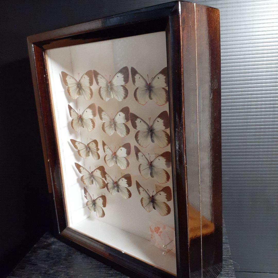 蝶標本　ミヤマモンキチョウ　(規制前採集)ドイツ標本箱二箱入り