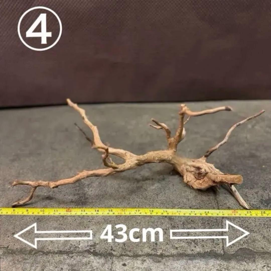 ブランチウッド アクアリウム＆テラリウム流木5本組SET(オマケ流木3本付き)