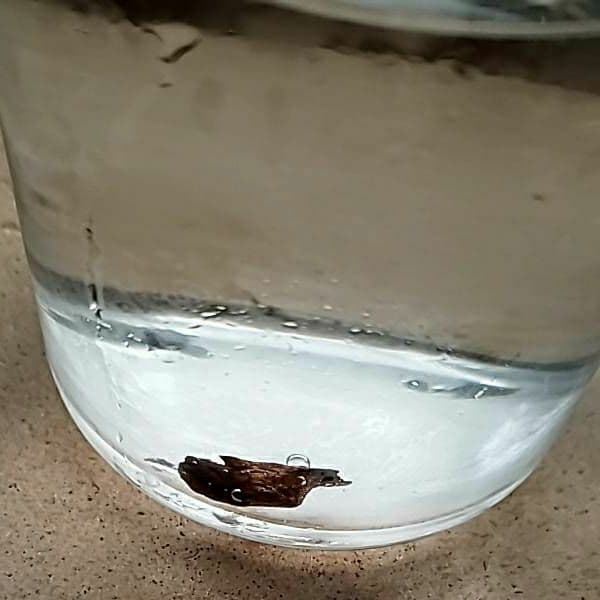 ベトナムフエ産 伽羅 水沈