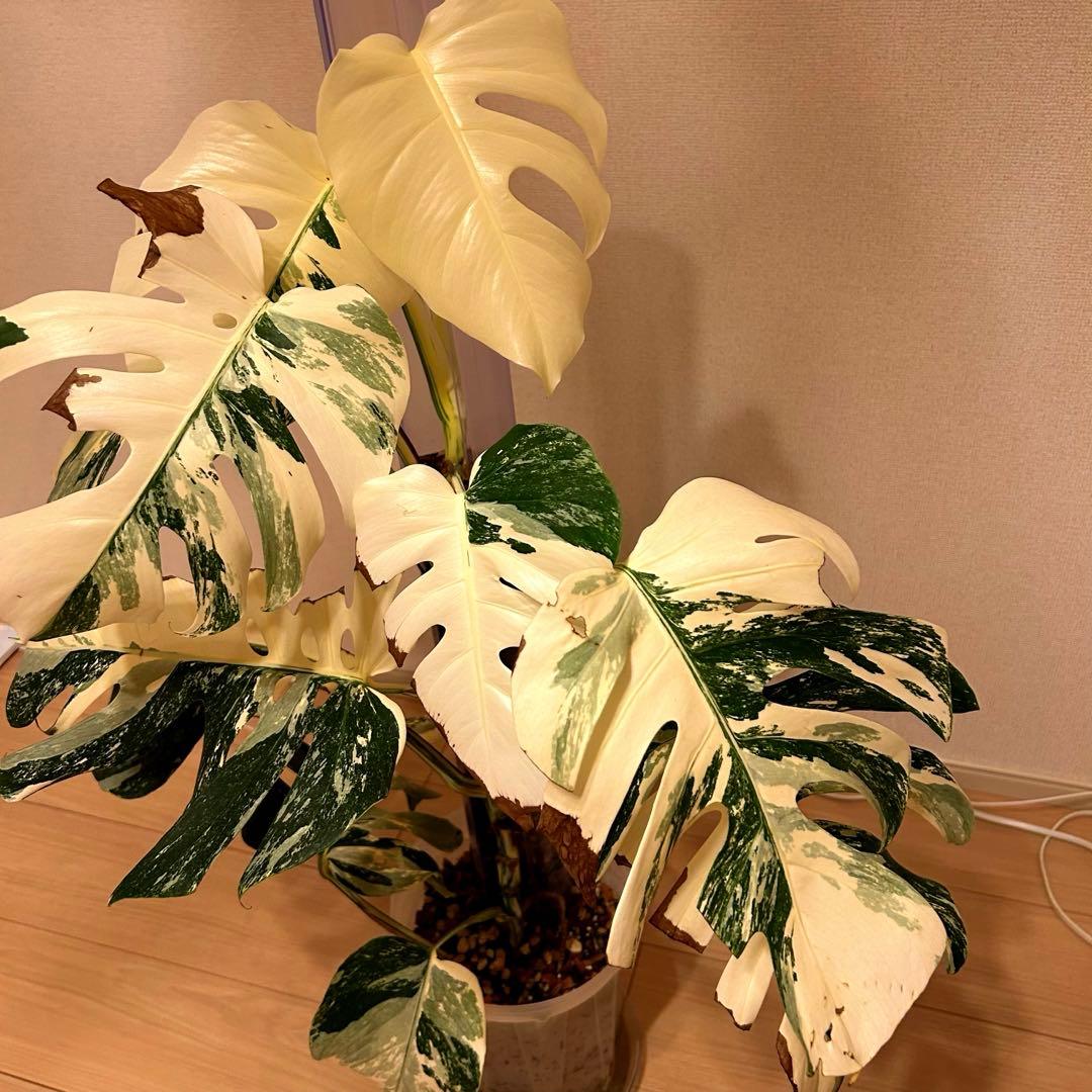 引き取り限定！モンステラ　ボルシギアナ　ホワイトタイガー　極上斑入り フルムーン