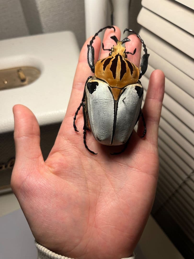 【極BIG】カタモンゴライアスオオツノハナムグ 81mm程♂ Goliath標本