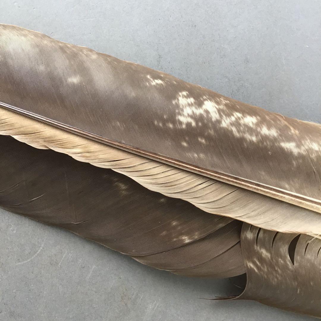 茶道具　羽箒(孔雀羽入り) 紙箱(修復歴あり、紙箱劣化有)　S21HB