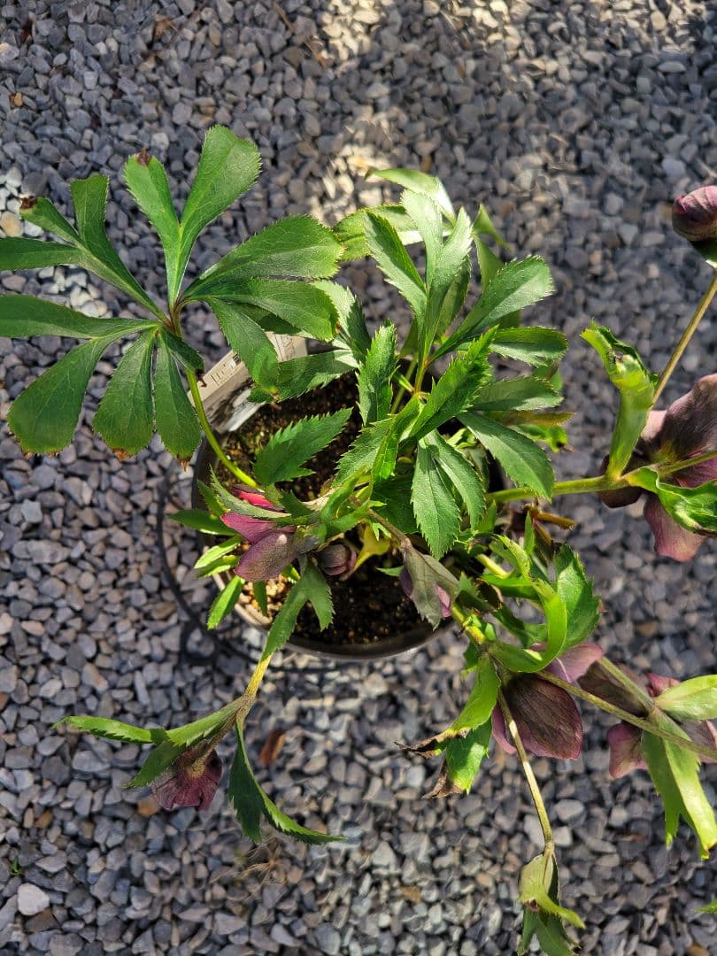 広瀬園芸　クリスマスローズ　多弁