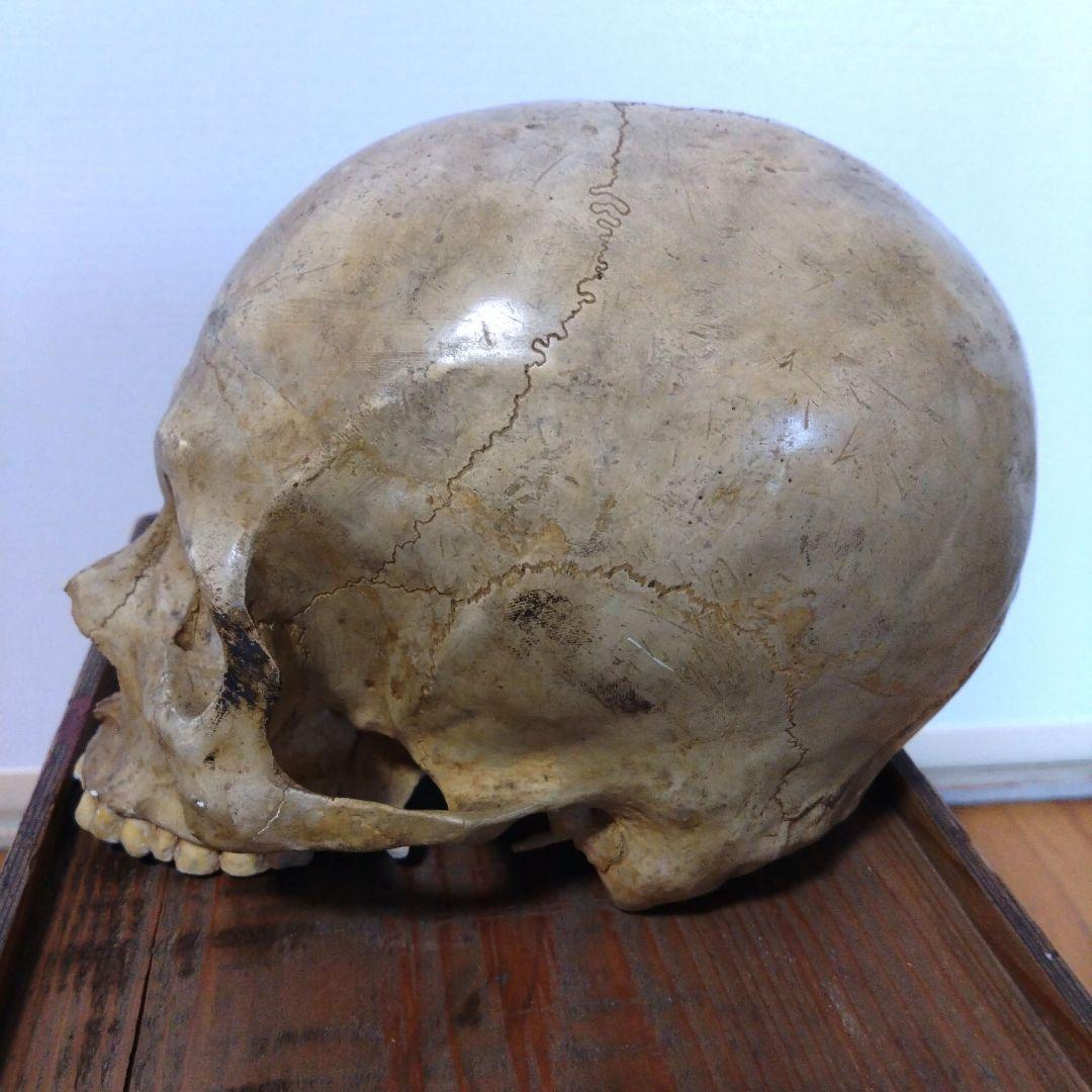 レトロな木箱入　頭蓋骨　　模型　田中狐峯製品