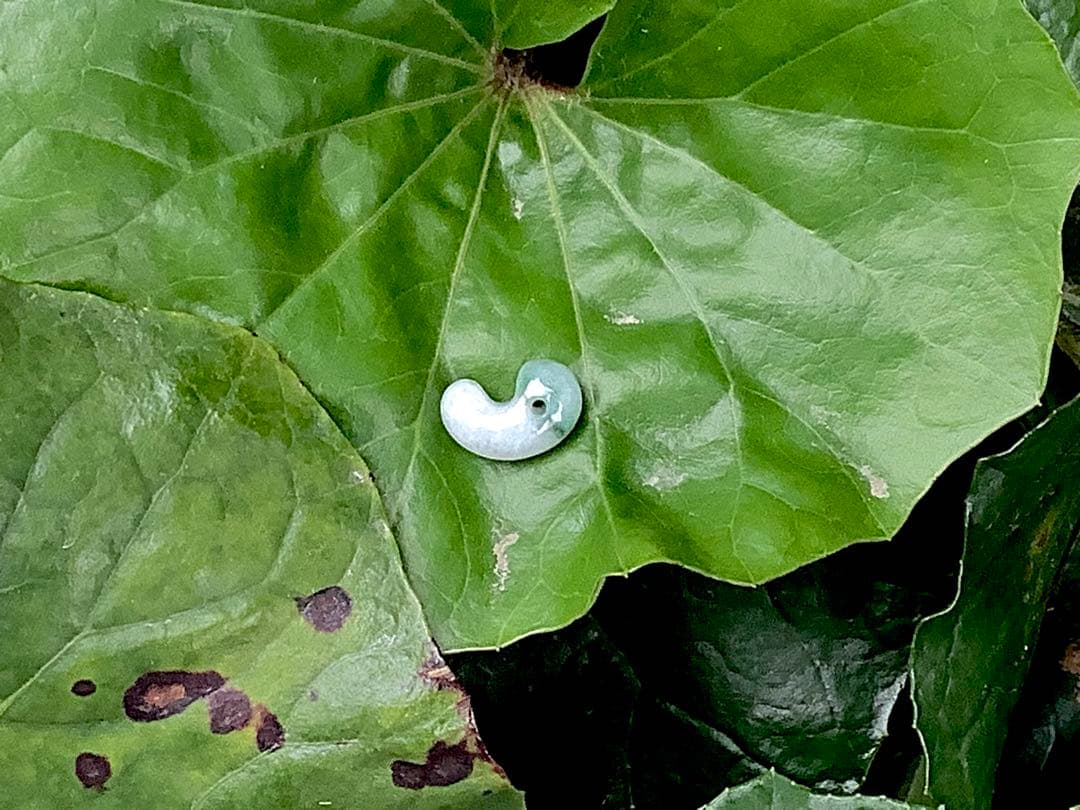 ✳緑混じりの氷肌*アイスジェイド　糸魚川翡翠勾玉　御守りに‼️鑑別書付本物を‼️