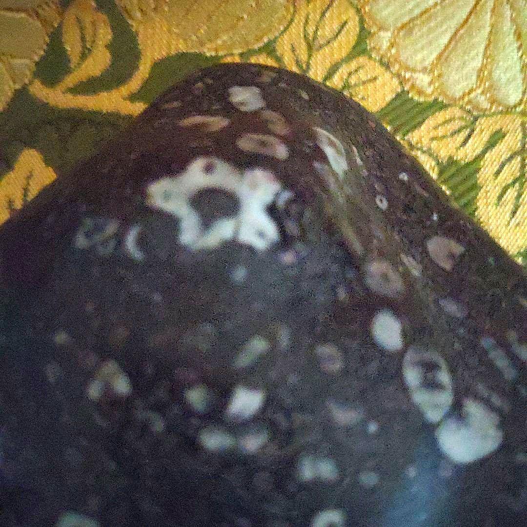 【最終価格】梅花石　銘、鶯の宿　梅の里　日本愛石館館長　小森宗閑翁