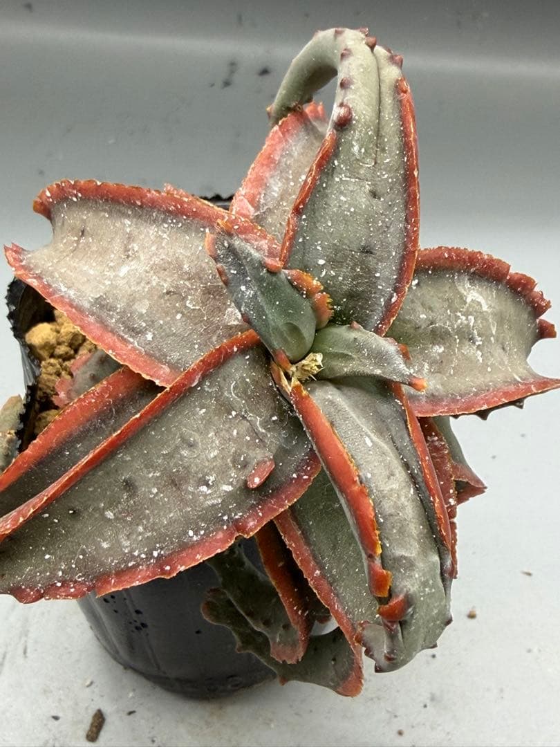 アロエ　ハイブリッド　Aloe hybrid 第四種　Fe−14