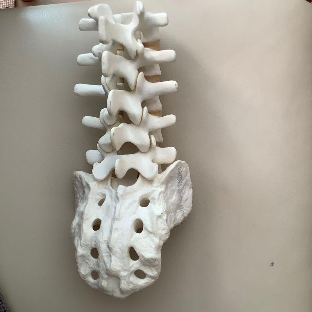 腰椎　模型