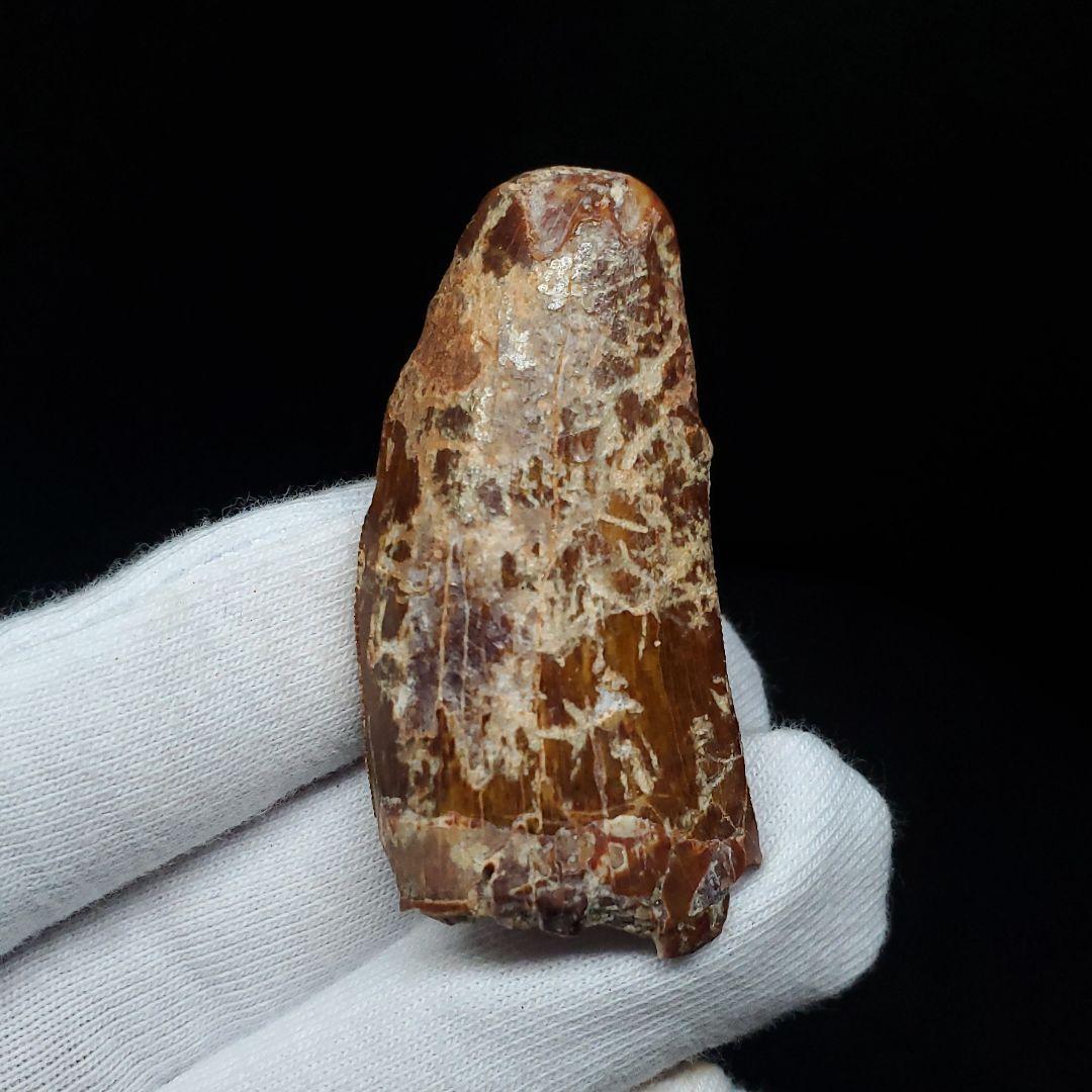 カルカロドントサウルス 歯 化石 本物 モロッコ産 46.81mm  fca18