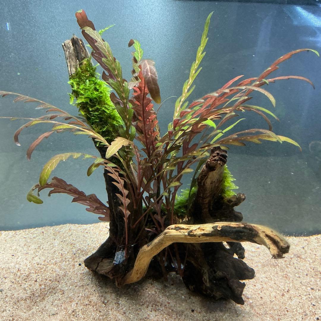 【第四種郵便】ジャイアント南米モス活着ティア付流木12cmとピンナ流木