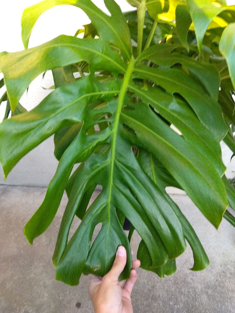 モンステラ　デリシオーサ　8号鉢つき　深穴開き❗2株植え❗　①