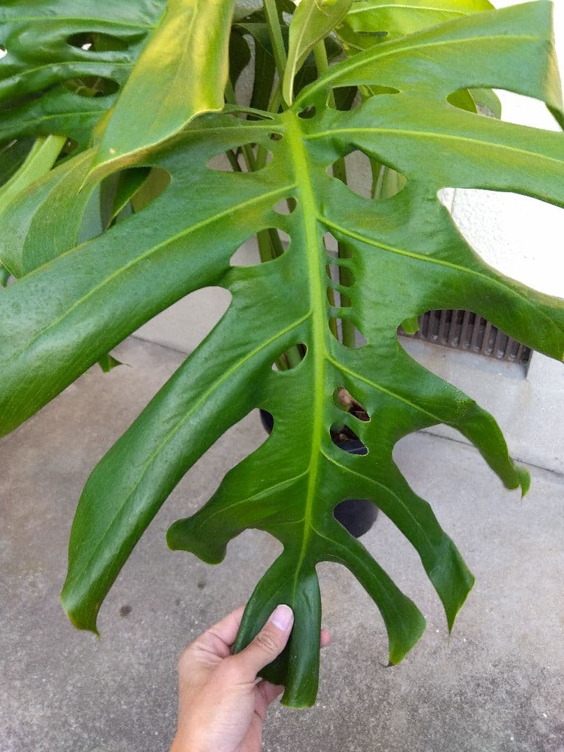 モンステラ　デリシオーサ　8号鉢つき　深穴開き❗2株植え❗　①