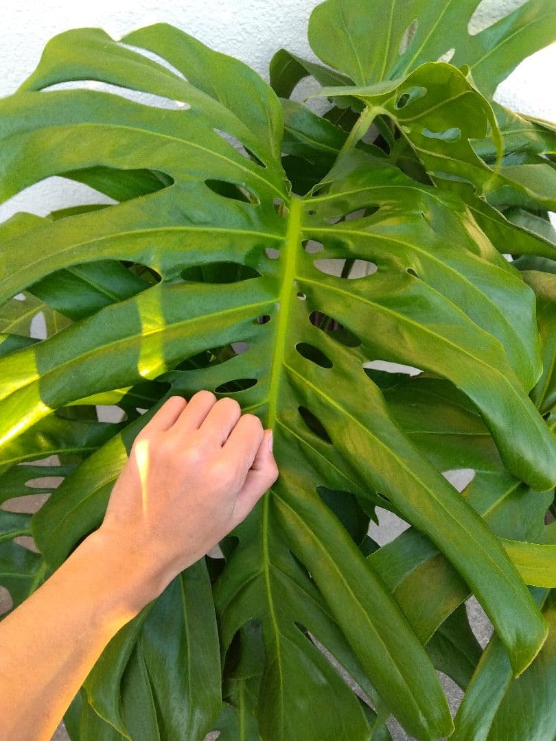 モンステラ　デリシオーサ　8号鉢つき　深穴開き❗2株植え❗　①