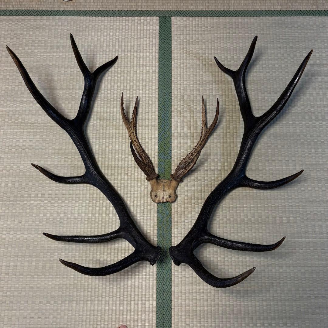 エルク　アカシカ　角　標本