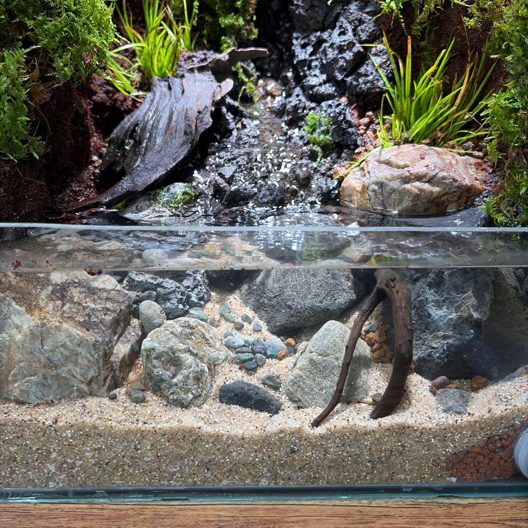 沢のあるアクアテラリウム