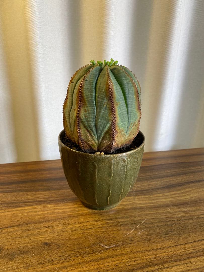 オベサ イタリア産 オス株