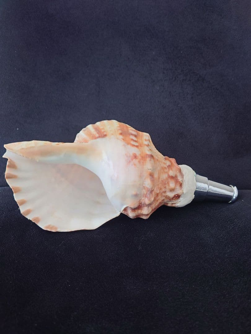 法螺貝　歌口付　ほら貝　ホラガイ