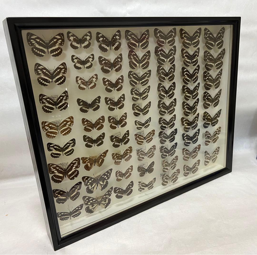 コミスジ蝶採取82/84/88年標本ガラス木箱現状品のみ50x41x6cm