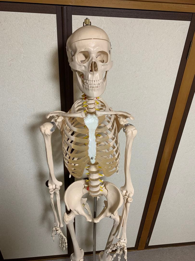 人体模型 可動式170cm スタンド付き