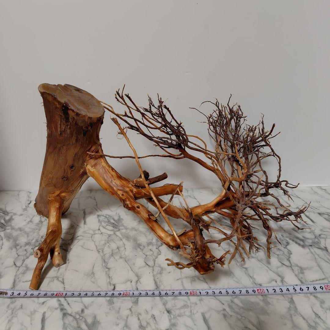 アク抜き済み流木【17】セール